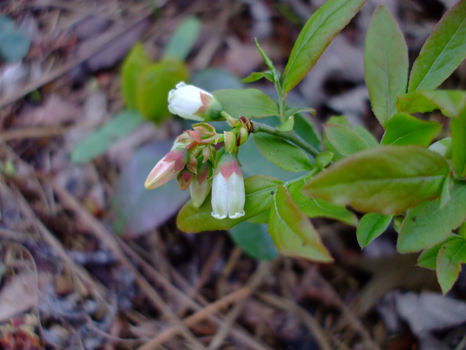 Vaccinium angustifolium